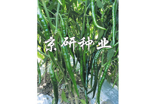 丘北辣2號(hào)