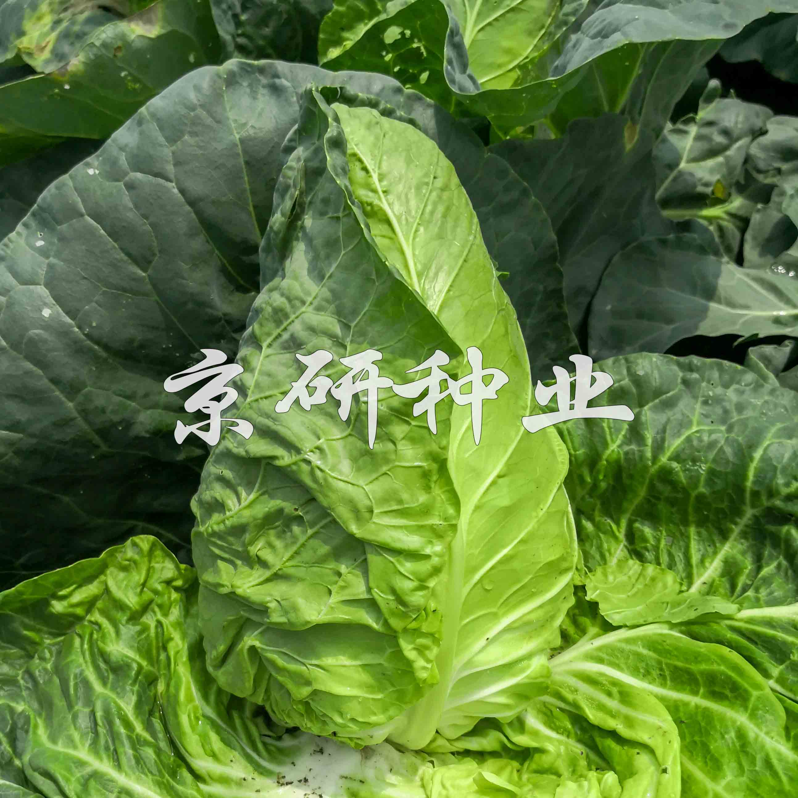 牛心5號(hào)